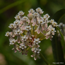 asclepias-facicularis_narrowleaf-milkweed