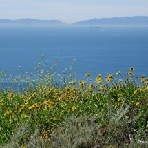 encelia-californica-_bush-sunflower-coast
