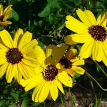 encelia-californica_bush-sunflower