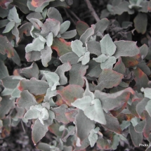eriogonum-cinereum_ashy-leaf-buckwheat