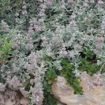 salvia-leucophylla_purple-sage-on-rocks